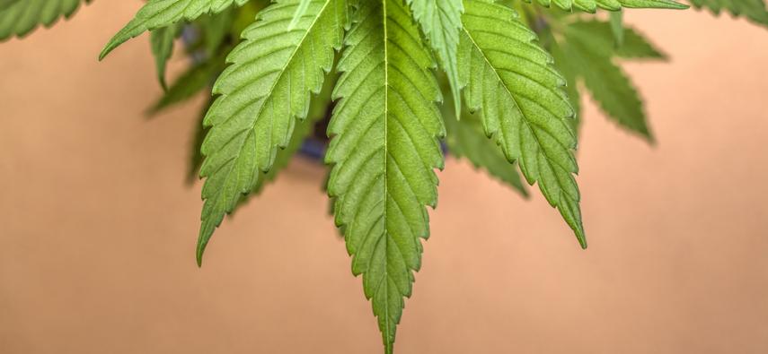 Marihuana w leczeniu padaczki – informacje wstępne