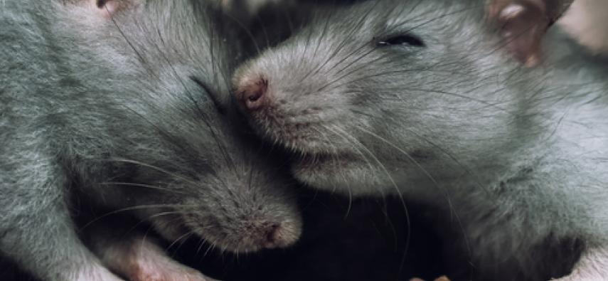 Altruistyczne szczury