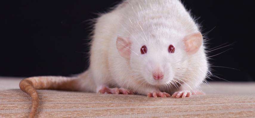 Badania na szczurach - omówienie metodologii