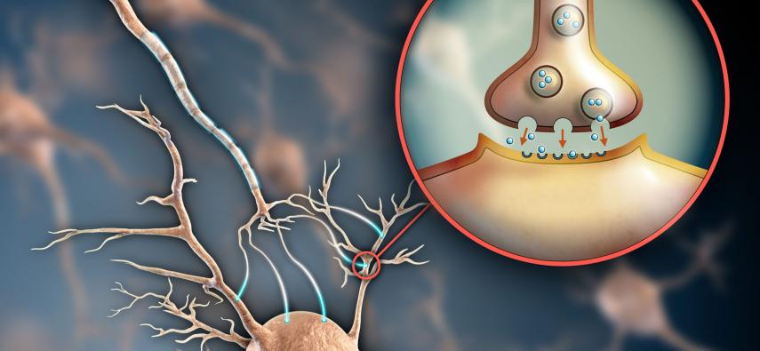 Komórkowe podłoże działania układu nerwowego