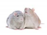 Behawioralne i neuronalne podstawy awersji wobec nierówności (inequity aversion) u szczurów